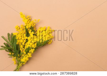 Spring Concept. Spring Background Composition With Mimosa Flowers. Mimosa On Beige Background, Conce