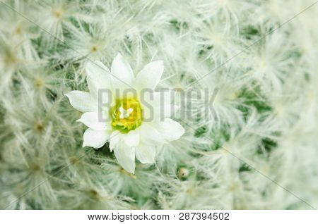 Close Up A Mammillaria Lenta Cactus With Flower.