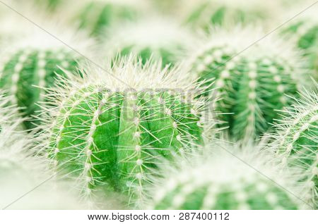 Selective Focus Close Up On Golden Barrel Cactus (echinocactus Grusonii) Cluster. Well Known Species