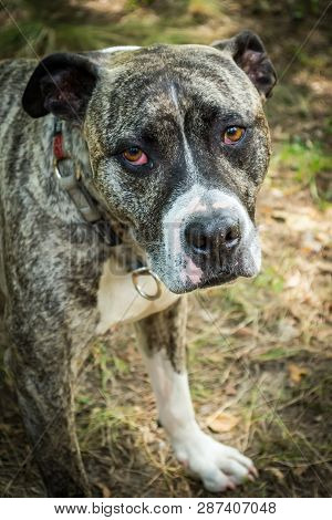 Dog Breed Burbul On Nature In The Park In Summer Close-up