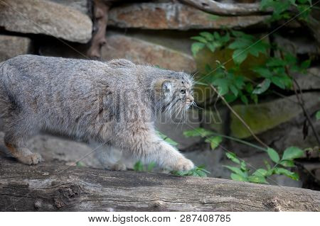 Pallas's Cat, Otocolobus Manul
