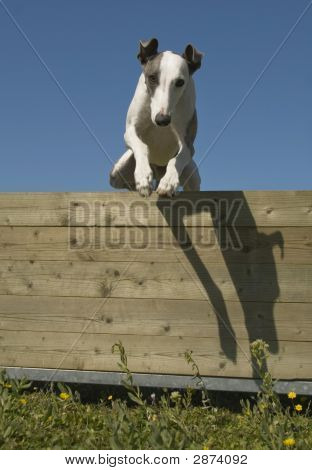 Hoppe Whippet