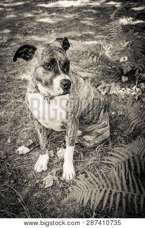 Dog Breed Burbul On Nature In The Park In Summer Close-up. Black And White Old Grunge Vintage Photo.