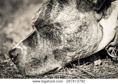 Dog Breed Burbul On Nature In The Park In Summer Close-up. Black And White Old Grunge Vintage Photo.