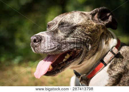 Dog Breed Burbul On Nature In The Park In Summer Close-up
