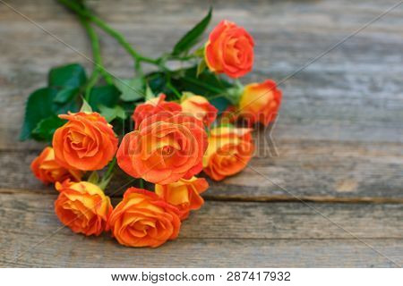 Background Of A Bouquet Of Beautiful Fresh Vivid Orange Roses Tinged With Red For Celebrating Valent