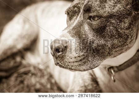 Dog Breed Burbul On Nature In The Park In Summer Close-up. Black And White Old Grunge Vintage Photo.