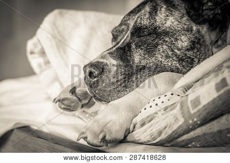 Dog Breed Burbul Sleeping On A Pillow On The Bed Close-up. Black And White Old Grunge Vintage Photo.