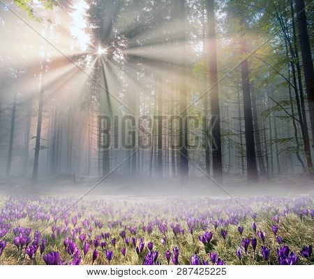 Early Morning In The Ancient Bohr