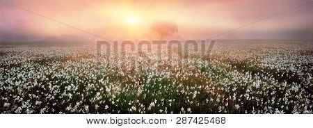 Narcissus Valley