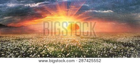 Narcissus Valley