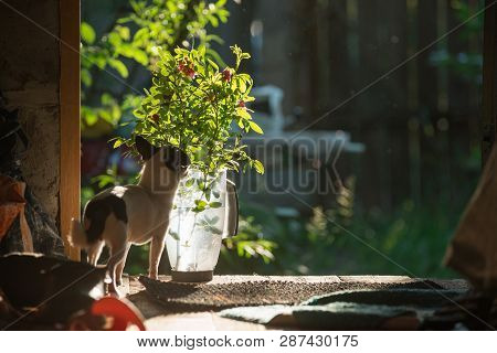 A Small And Funny Chihuahua Dog Sniffs A Bouquet Of Rose Flowers In A Transparent Plastic Jug Agains