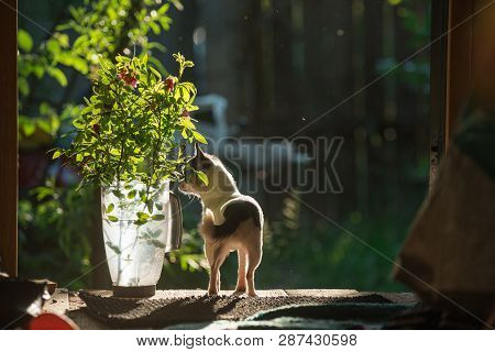A Small And Funny Chihuahua Dog Sniffs A Bouquet Of Rose Flowers In A Transparent Plastic Jug Agains