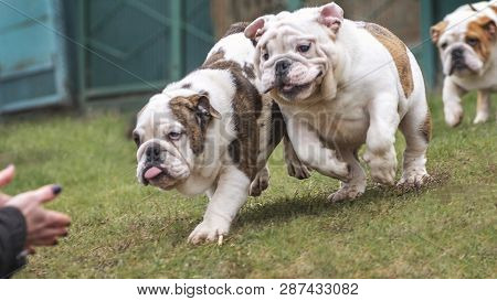 Cute Puppy Of English Bulldog Happily Run