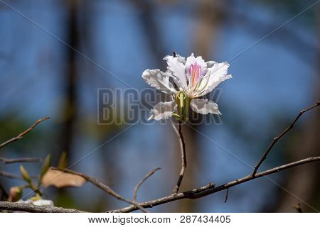 Bauhinia Variegata Purple Orchid Tree A Species Of Plant Family Fabaceae.