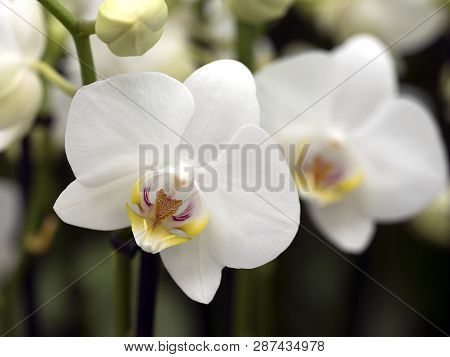 Dutch Greenhouse Full Of White Orchids In The Netherlands Near Zaltbommel In Province Of Noord Braba
