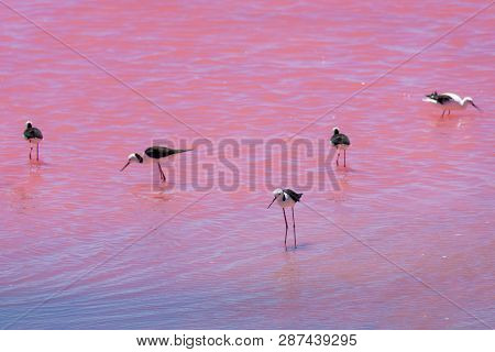 Black Wing Stilt Birds Standing In Pink Lake In West Australia