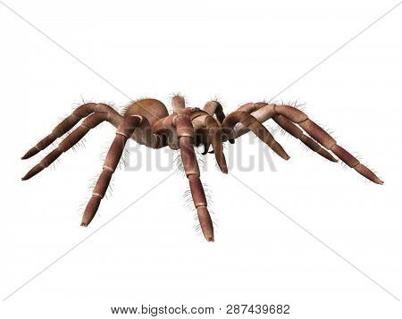 3d rendered illustration of a Theraphosa Blondi