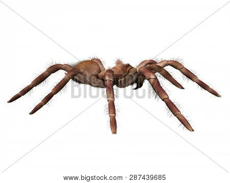3d rendered illustration of a Theraphosa Blondi