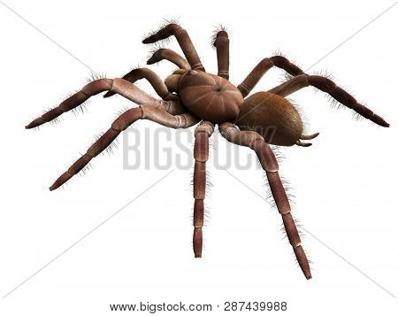 3d rendered illustration of a Theraphosa Blondi