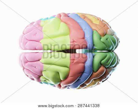 3d rendered illustration of the different human brain areas