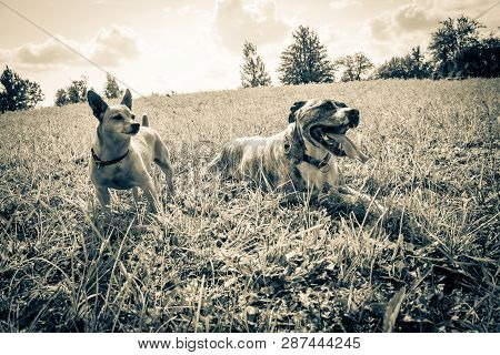 Dog Breed Burbul And Miniature Pinscher On Nature In The Park In Summer Close-up. Black And White Ol