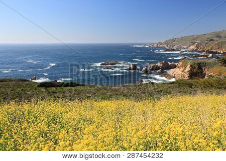 California Nature - Coast Landscape In Garrapata State Park. Monterey County. Canola Field.