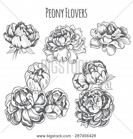 Vector Illustration Sketch - Card With Flowers Chrysanthemum, Peony. Pattern With Flowers. Dahlias, 