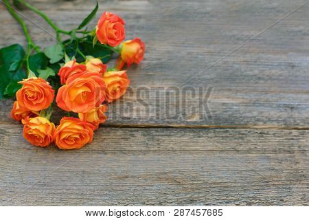 Background Of A Bouquet Of Beautiful Fresh Vivid Orange Roses Tinged With Red For Celebrating Valent