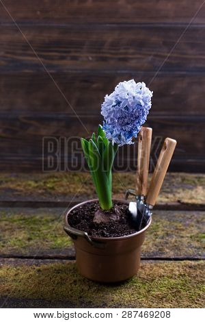 Blue Hyacinth Hyacintus Orientalis In Flowerpot. Wooden Background