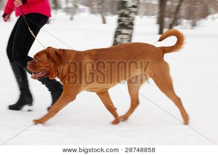 Bordeauxské dogy