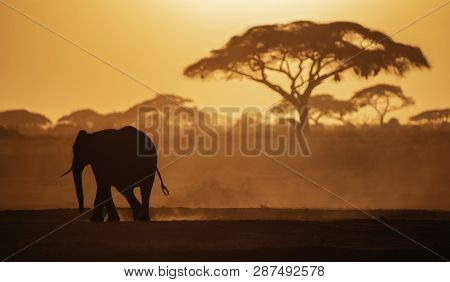 Elephant Walking In The Sunset At Amboslli National Park Kenya, Africa