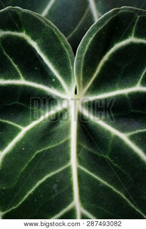Close up of Xanthosoma leaves