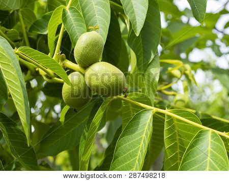 Crusted, Fresh Walnuts. Hard, Green Outer Shell.. Macro Shooting In Natural Environment.