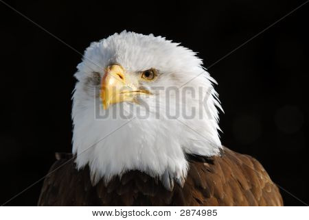 Águila calva americana