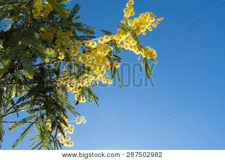 Mimosa Spring Flowers Easter Background. Blooming Mimosa Tree Over Blue Sky. Yellow Flower Border Ar