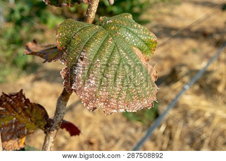 Hazelnut Leaves Are Damaged By Parasites And Rot Diseases. Pests And Hazelnut Garden Protection Conc