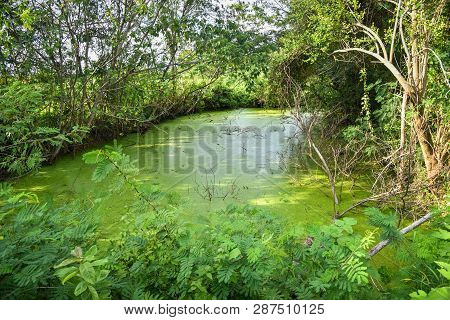 Duck Weed Floating On The Water Surface Pond With Plant And Tree Growing On Swamp / Green Water Aqua
