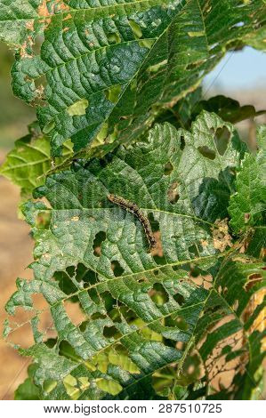 Hazelnut Leaves Are Damaged By Parasites And Rot Diseases. Pests And Hazelnut Garden Protection Conc
