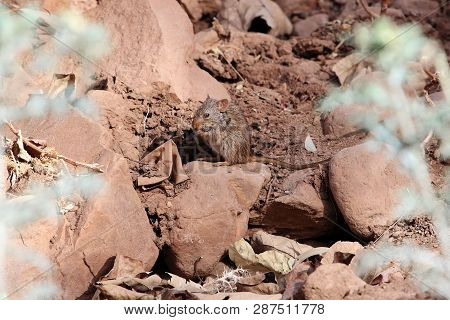 Abyssinian Grass Rat (arvicanthis Abyssinicus) On A Rock In Ethiopia