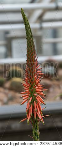 Close Up Of A Flower Stalk Of An Aloe Sheilae Plant