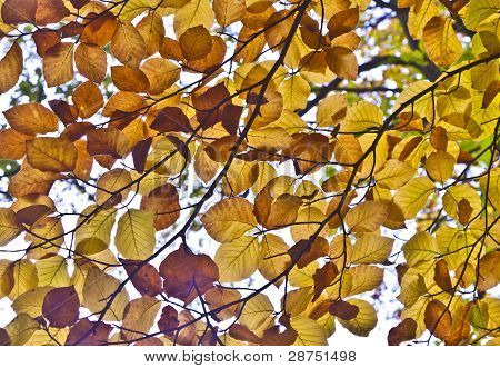 schÃ¶ne Eichenlaub im Herbst bei der Struktur ermÃ¶glicht eine harmonische Muster