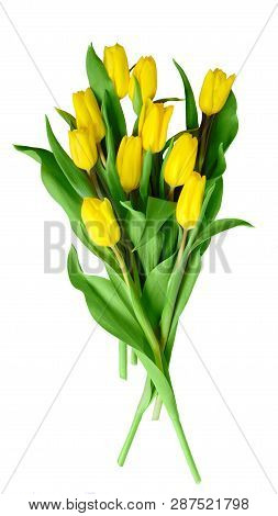 Bouquet Of Yellow Tulips Isolated On White Background