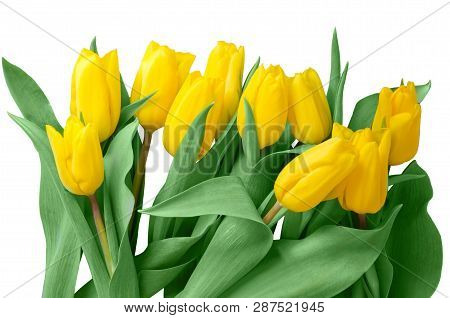 Bouquet Of Yellow Tulips Isolated On White Background