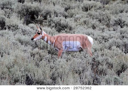 Pronghorn แอนทีโลป (antilocapra อเมริกานา)