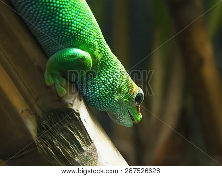 A Madagascar Giant Day Gecko On A Bamboo Stem