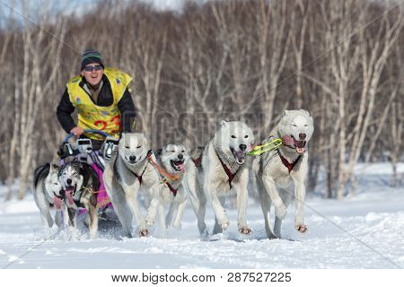 Kamchatka, Russia - Feb 25, 2017: Running Husky Sled Dog Team Musher Levkovsky Valentin On Track In 