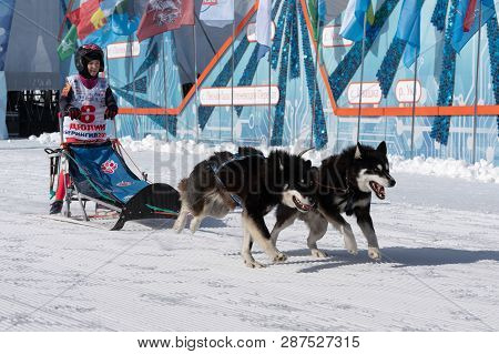 Petropavlovsk Kamchatsky City, Kamchatka Peninsula, Russian Far East - Feb 21, 2019: Running Husky D