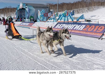 Petropavlovsk Kamchatsky City, Kamchatka Peninsula, Russian Far East - February 21, 2019: Running Hu