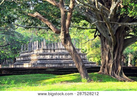 Giant tree in park and ruins of the palace of Nissankamalla (ancient Sinhalese parliament), Polonnaruwa, Sri Lanka. UNESCO world heritage site